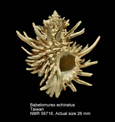 Babelomurex echinatus.jpg - Babelomurex echinatus(Azuma,1960)
